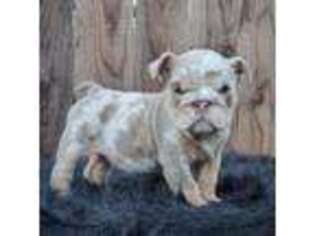 Bulldog Puppy for sale in Maywood, CA, USA