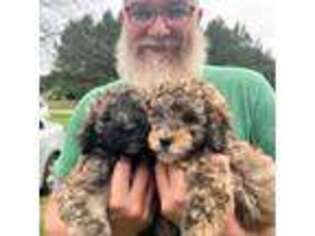 Mutt Puppy for sale in Yadkinville, NC, USA