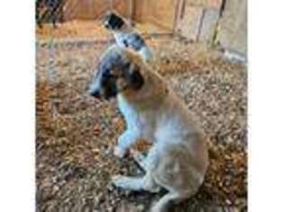 Anatolian Shepherd Puppy for sale in Cadiz, OH, USA