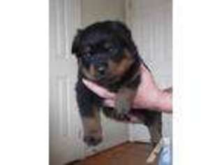 Rottweiler Puppy for sale in MARSHALL, VA, USA