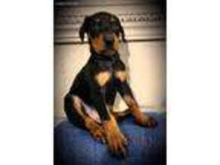 Doberman Pinscher Puppy for sale in Ider, AL, USA