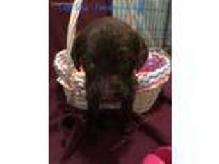 Labradoodle Puppy for sale in Philadelphia, NY, USA
