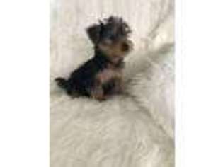 Yorkshire Terrier Puppy for sale in Hereford, AZ, USA