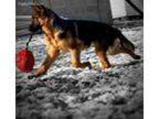 German Shepherd Dog Puppy for sale in Yorktown, VA, USA