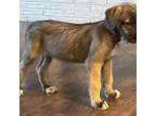 Irish Wolfhound Puppy for sale in Elma, WA, USA