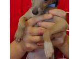 Italian Greyhound Puppy for sale in Louisville, KY, USA
