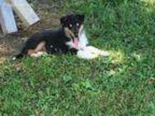 Collie Puppy for sale in Sedalia, MO, USA