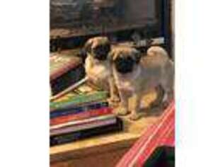 Pug Puppy for sale in Manteca, CA, USA