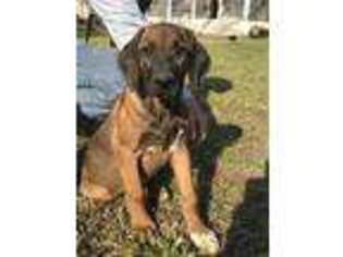 Rhodesian Ridgeback Puppy for sale in Wann, OK, USA