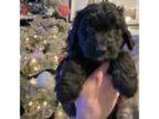 Newfoundland Puppy for sale in Cambridge, OH, USA