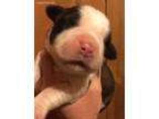 Saint Bernard Puppy for sale in Binghamton, NY, USA
