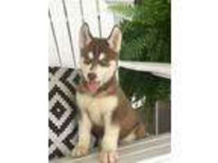 Siberian Husky Puppy for sale in Danville, PA, USA
