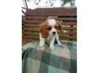 Cavalier King Charles Spaniel Puppy for sale in Lewisburg, PA, USA
