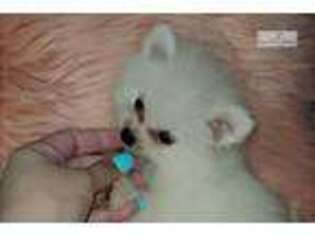 Pomeranian Puppy for sale in Edinburg, TX, USA
