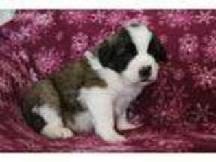 Saint Bernard Puppy for sale in Smithsburg, MD, USA