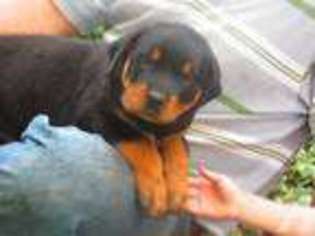 Rottweiler Puppy for sale in WORCESTER, MA, USA