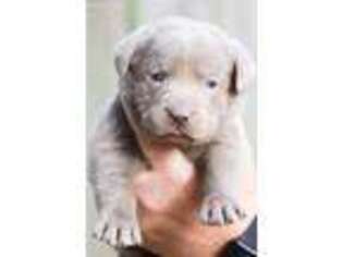 Labrador Retriever Puppy for sale in Williamsburg, KY, USA