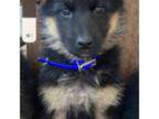 German Shepherd Dog Puppy for sale in Darien, CT, USA