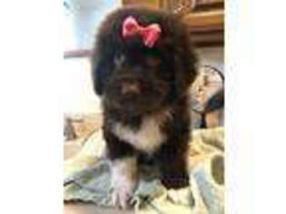 Newfoundland Puppy for sale in Loogootee, IN, USA