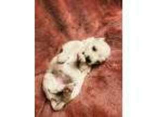 Coton de Tulear Puppy for sale in Scurry, TX, USA