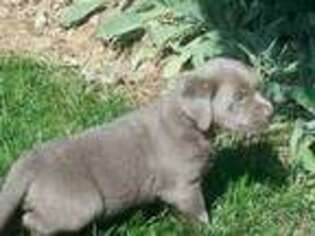 Labrador Retriever Puppy for sale in Indianapolis, IN, USA