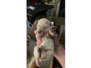 Mutt Puppy for sale in Belton, SC, USA