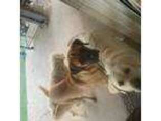 Mastiff Puppy for sale in Valley Center, CA, USA