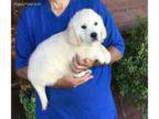 Golden Retriever Puppy for sale in Mason City, IL, USA