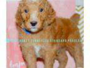 Mutt Puppy for sale in Bluff City, TN, USA