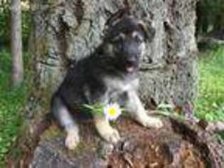 German Shepherd Dog Puppy for sale in Stayton, OR, USA