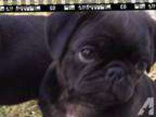 Pug Puppy for sale in VACAVILLE, CA, USA
