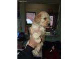 Goldendoodle Puppy for sale in Morrison, CO, USA