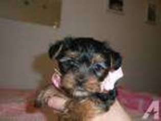Yorkshire Terrier Puppy for sale in MONROE, MI, USA