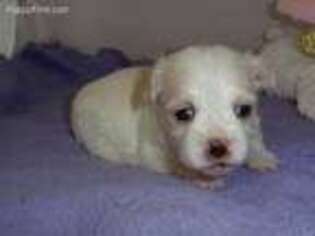 Mal-Shi Puppy for sale in Lipan, TX, USA