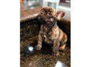 French Bulldog Puppy for sale in Shorewood, IL, USA