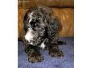 Mutt Puppy for sale in Wendell, ID, USA