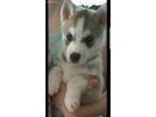Siberian Husky Puppy for sale in West Haven, CT, USA