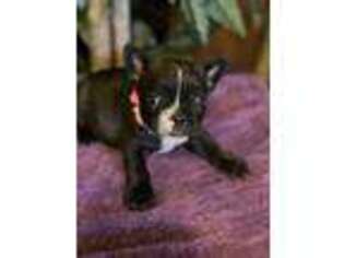 French Bulldog Puppy for sale in Drummonds, TN, USA