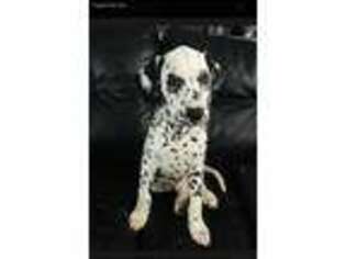 Dalmatian Puppy for sale in Weaverville, NC, USA