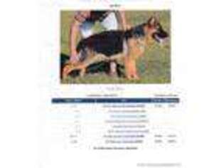 German Shepherd Dog Puppy for sale in Drakes Branch, VA, USA
