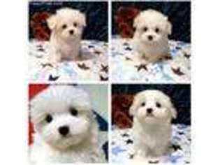 Maltese Puppy for sale in Lewes, DE, USA