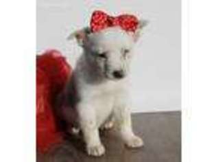 Australian Cattle Dog Puppy for sale in Caulfield, MO, USA