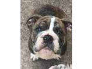 Bulldog Puppy for sale in Marlton, NJ, USA