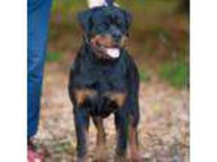 Rottweiler Puppy for sale in Waldorf, MD, USA