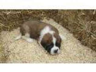 Saint Bernard Puppy for sale in Lewistown, PA, USA