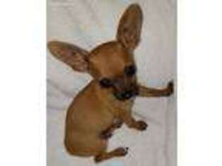 Chihuahua Puppy for sale in Hephzibah, GA, USA