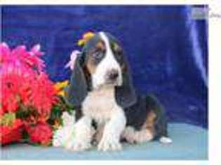 Basset Hound Puppy for sale in Lancaster, PA, USA