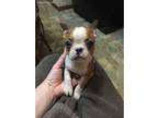 Boston Terrier Puppy for sale in Franklin Furnace, OH, USA
