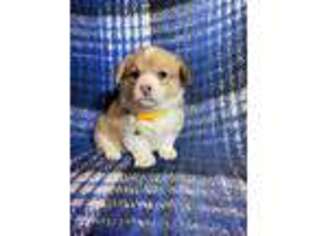 Pembroke Welsh Corgi Puppy for sale in Jacumba, CA, USA