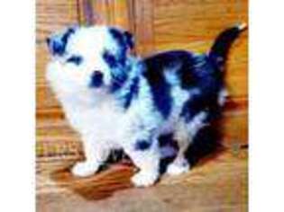 Miniature Australian Shepherd Puppy for sale in Tonasket, WA, USA